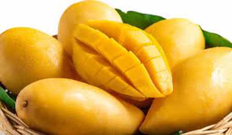 First mango cultivation zone to be established in Dambulla and Jaffna -  LankaPuvath